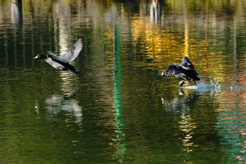 オオバン 小池公園 2023年1月3日(火)