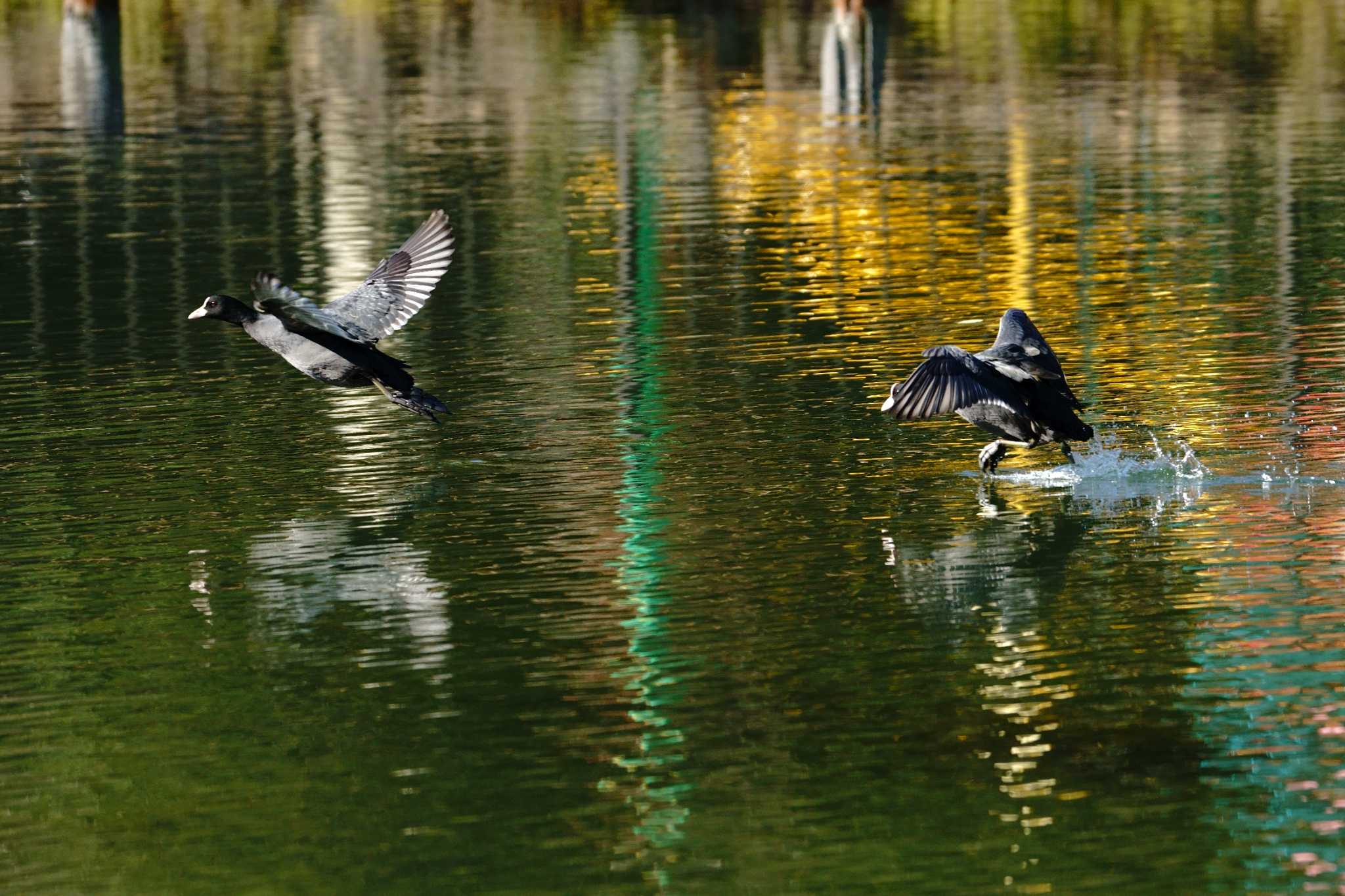 Photo of Eurasian Coot at 小池公園 by na san