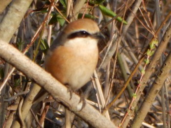 Bull-headed Shrike Maioka Park Sun, 3/17/2024