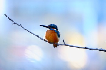 カワセミ 小池公園 2023年1月3日(火)