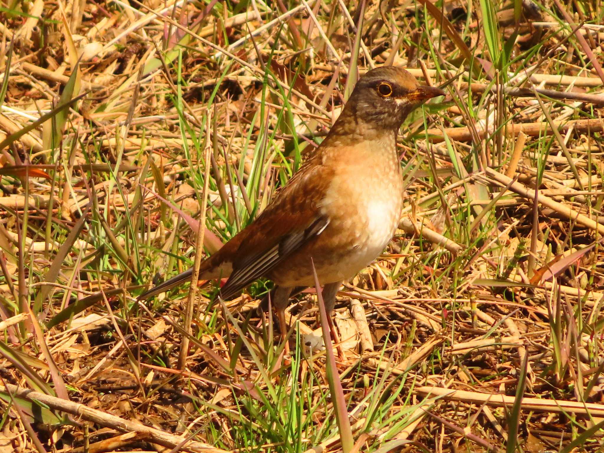 Photo of Pale Thrush at Maioka Park by ゆ