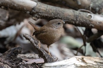 Eurasian Wren 道保川公園 Sun, 3/17/2024