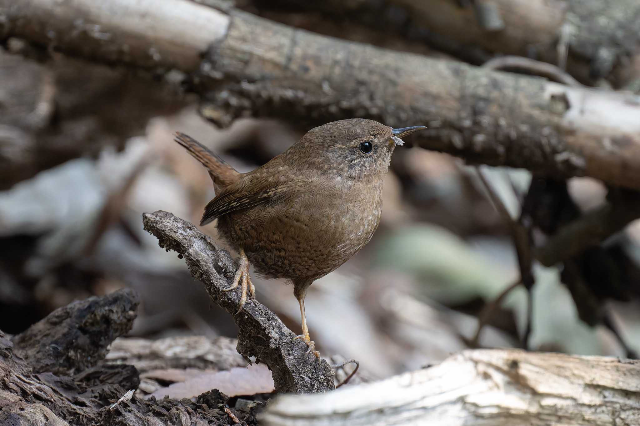 Photo of Eurasian Wren at 道保川公園 by たい焼きの煮付け