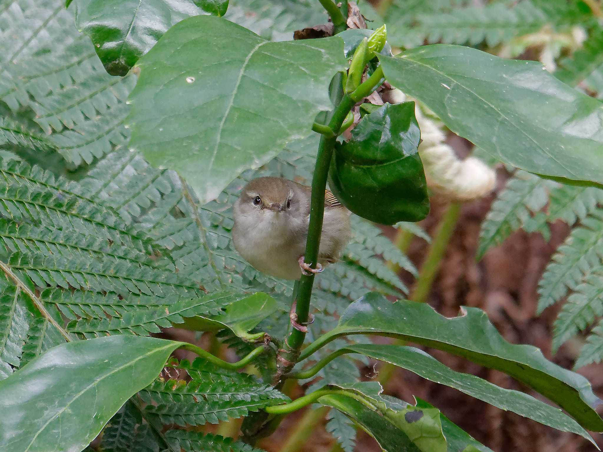 Photo of Japanese Bush Warbler at 横浜市立金沢自然公園 by しおまつ