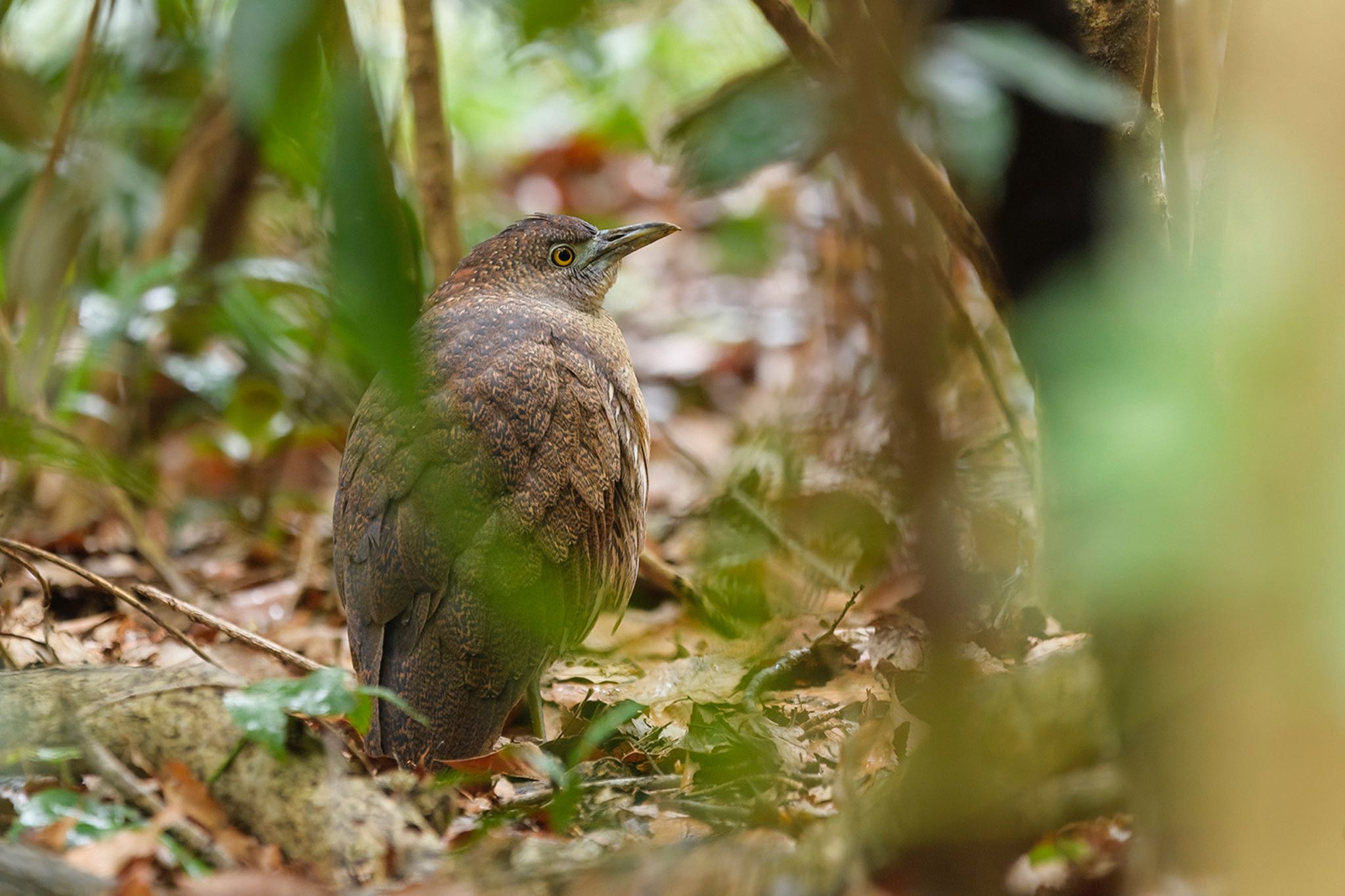 Untitled Photo by sotanaka.bird