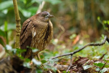 Sun, 2/25/2024 Birding report at Mizumoto Park