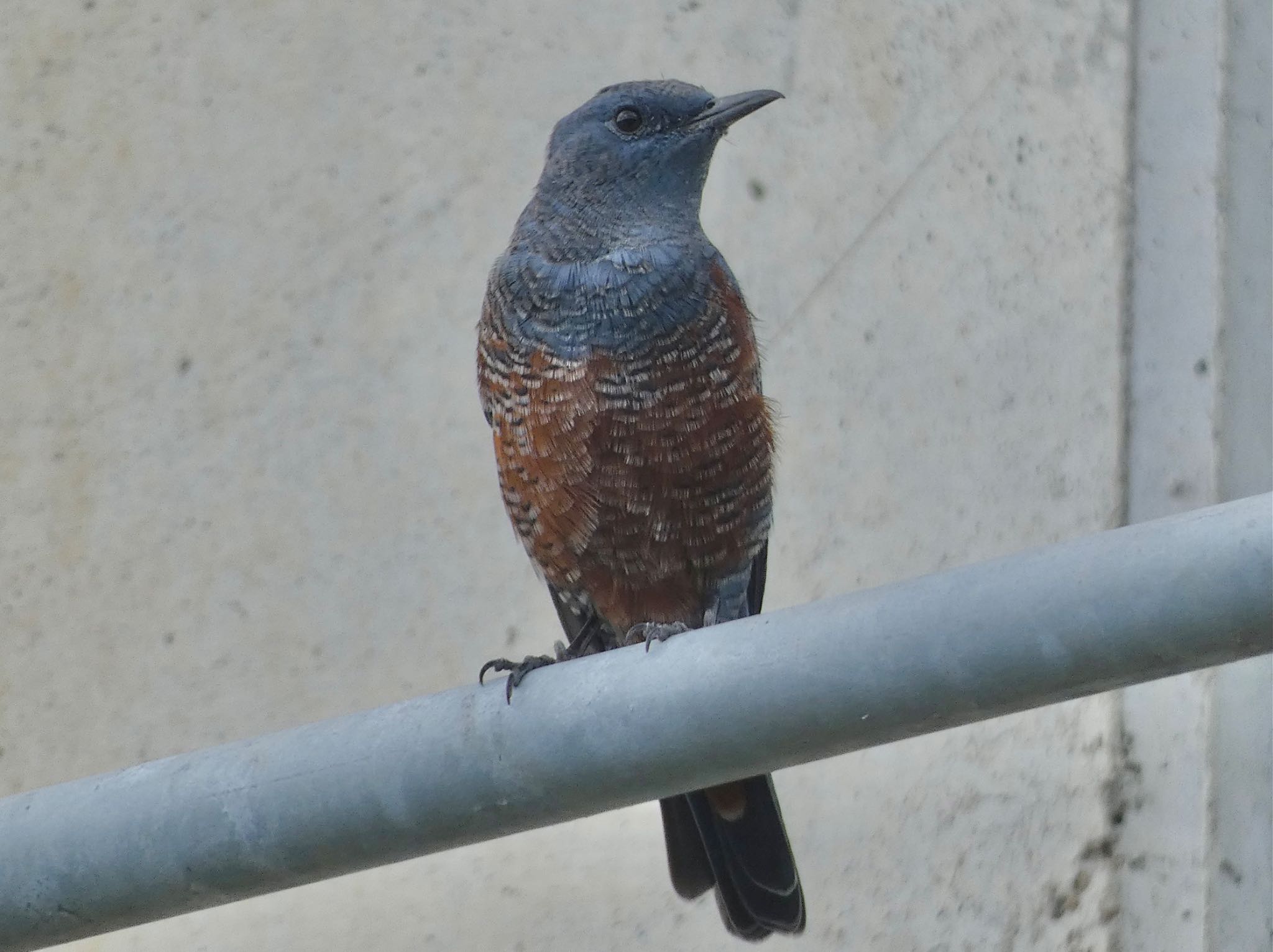 Blue Rock Thrush