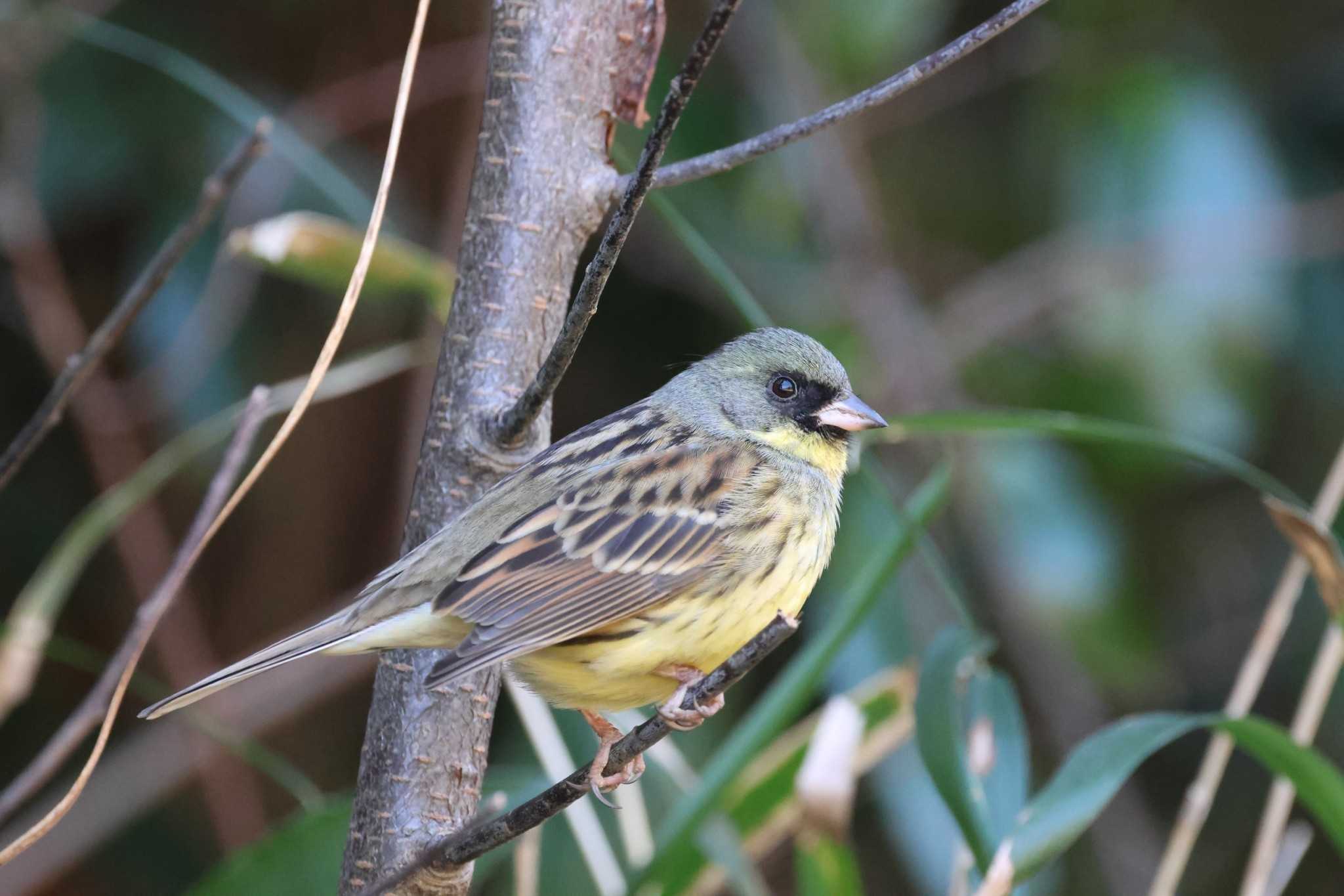 Masked Bunting