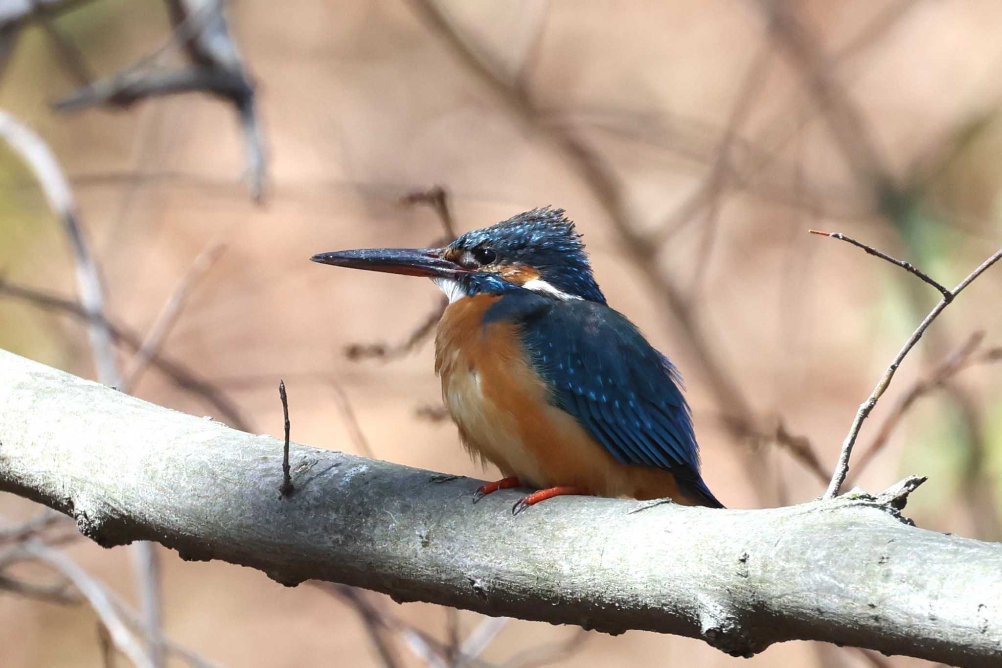 Photo of Common Kingfisher at Kodomo Shizen Park by ぼぼぼ