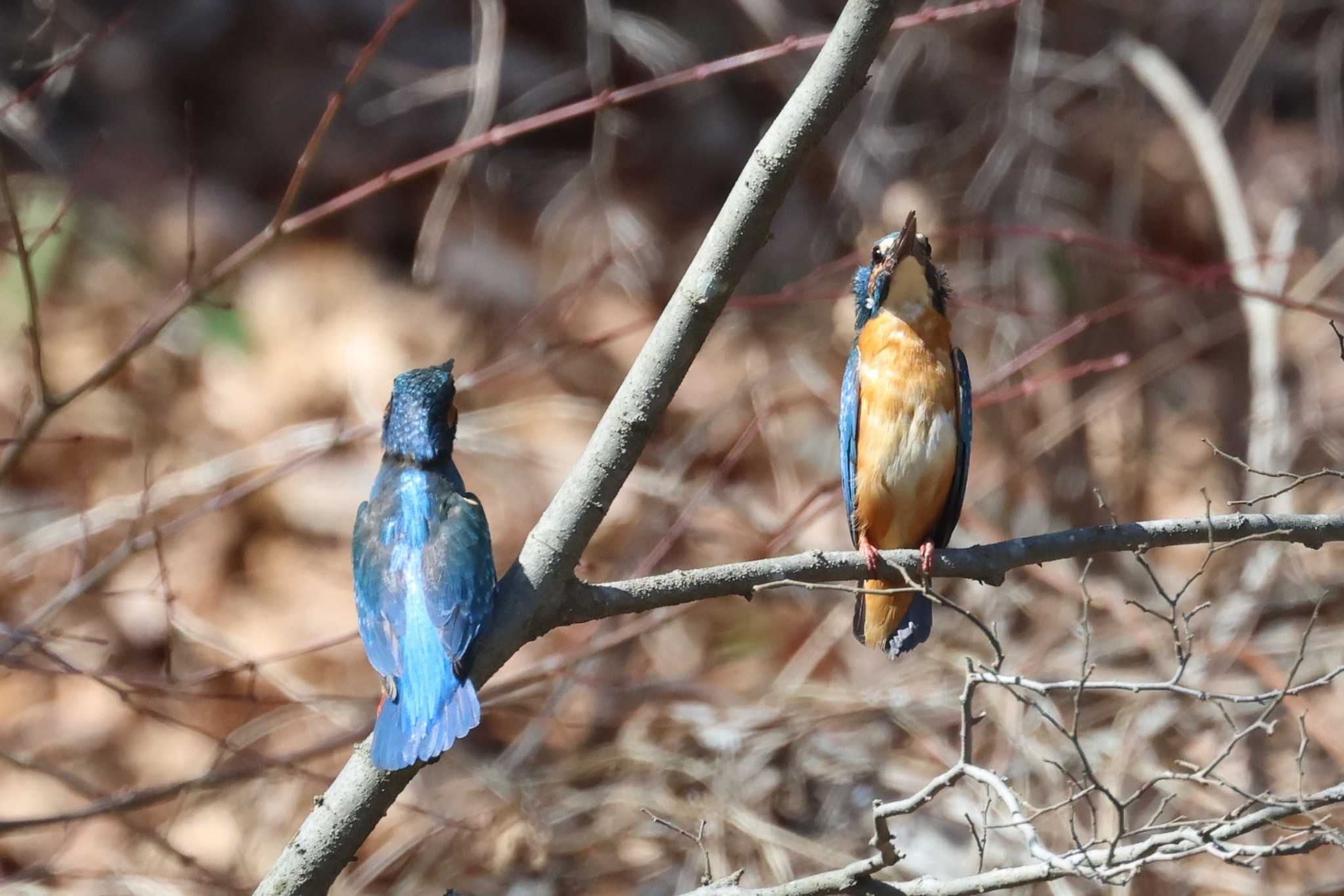 Photo of Common Kingfisher at Kodomo Shizen Park by ぼぼぼ