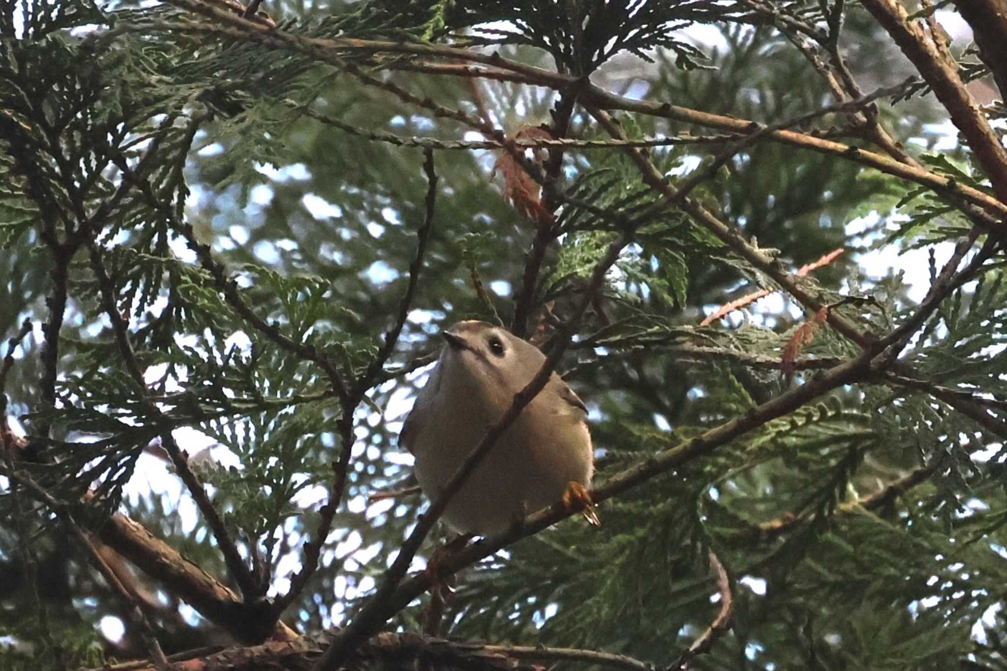 Goldcrest