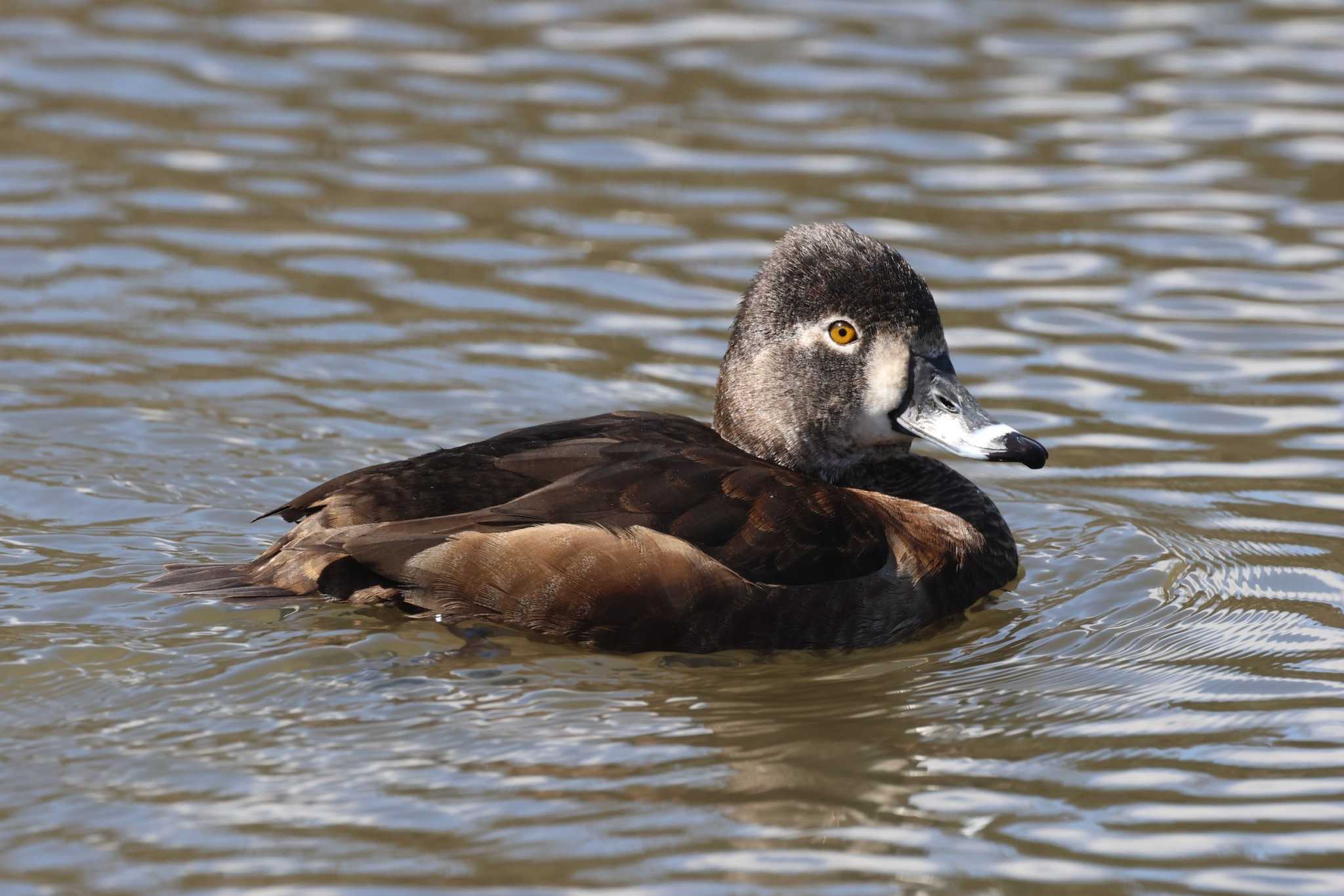 Photo of Ring-necked Duck at Kodomo Shizen Park by ぼぼぼ