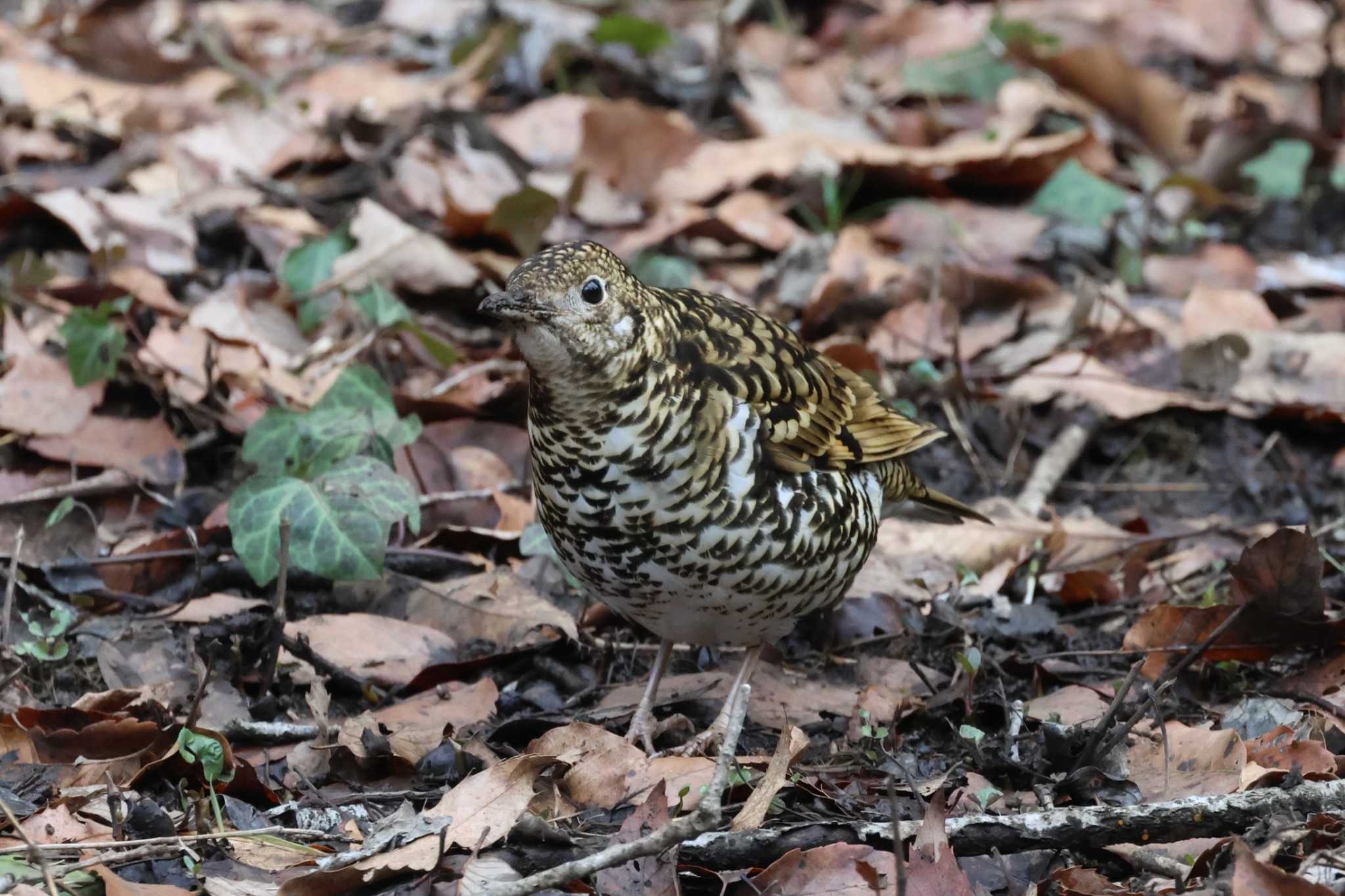 White's Thrush