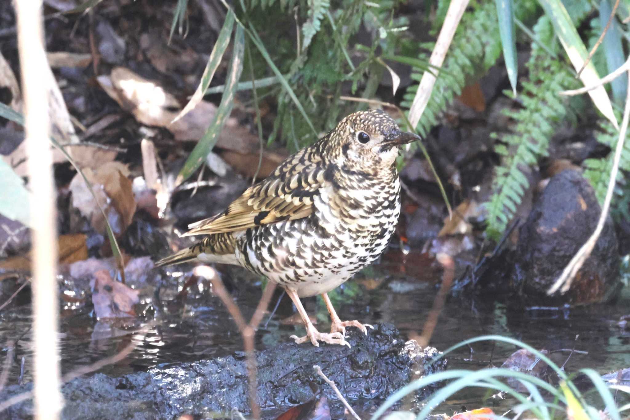 White's Thrush