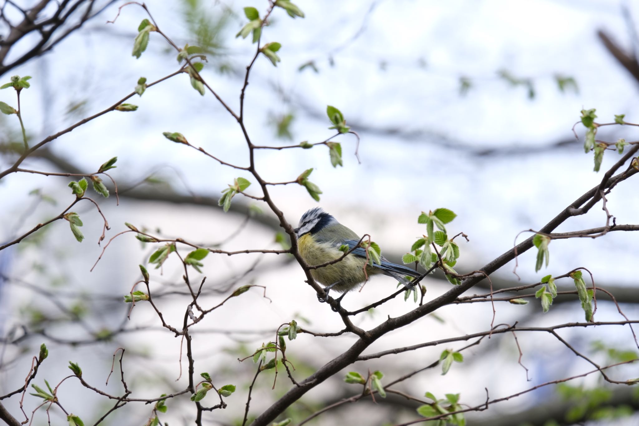 Photo of Eurasian Blue Tit at Frankfurt by hidebonn