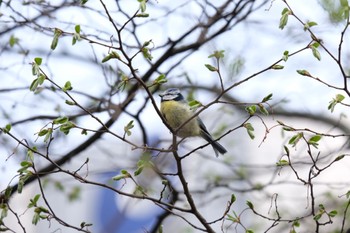 Eurasian Blue Tit Frankfurt Sun, 3/17/2024