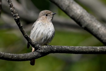 Daurian Redstart 加木屋緑地 Mon, 3/18/2024