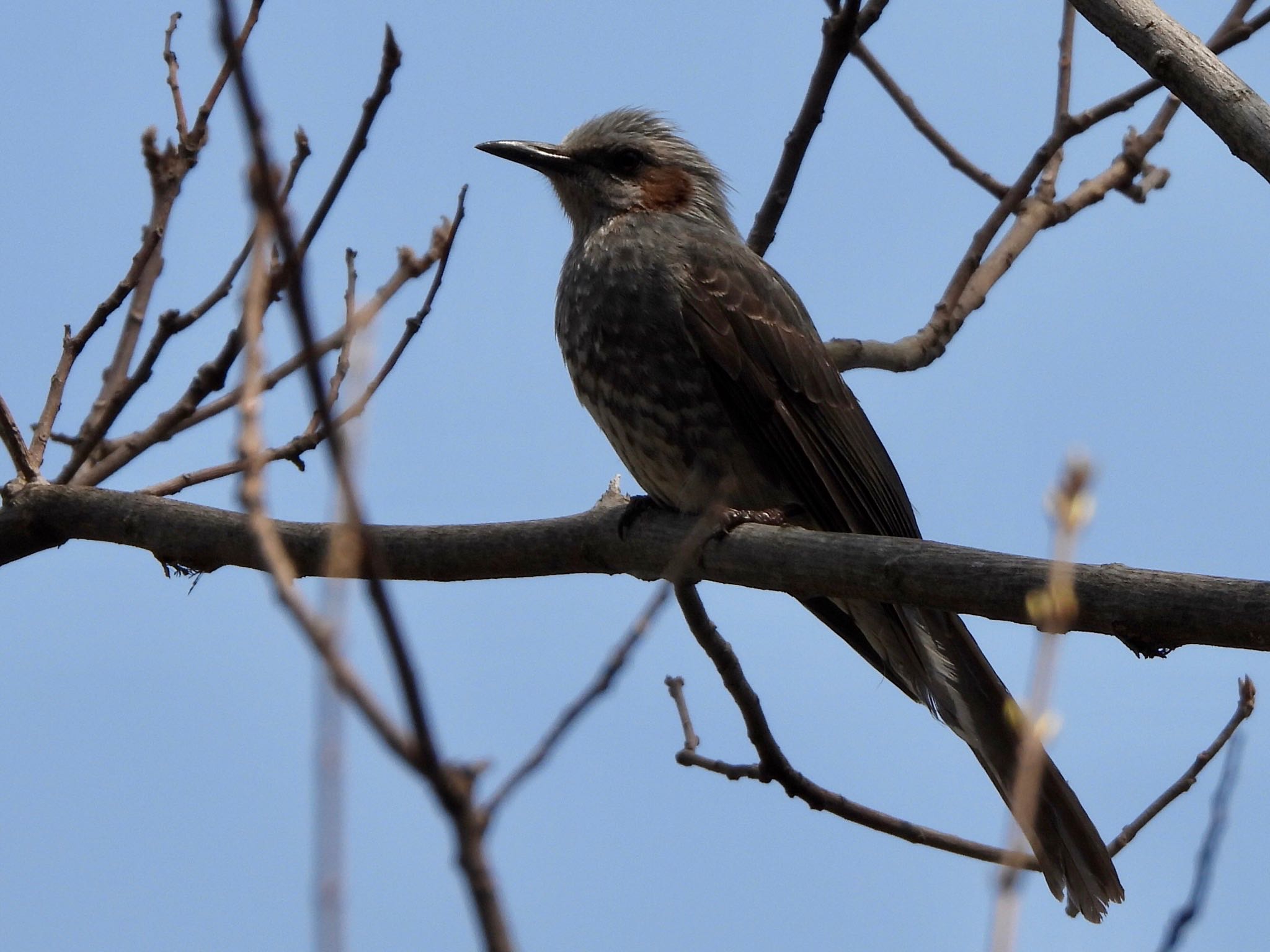 Brown-eared Bulbul