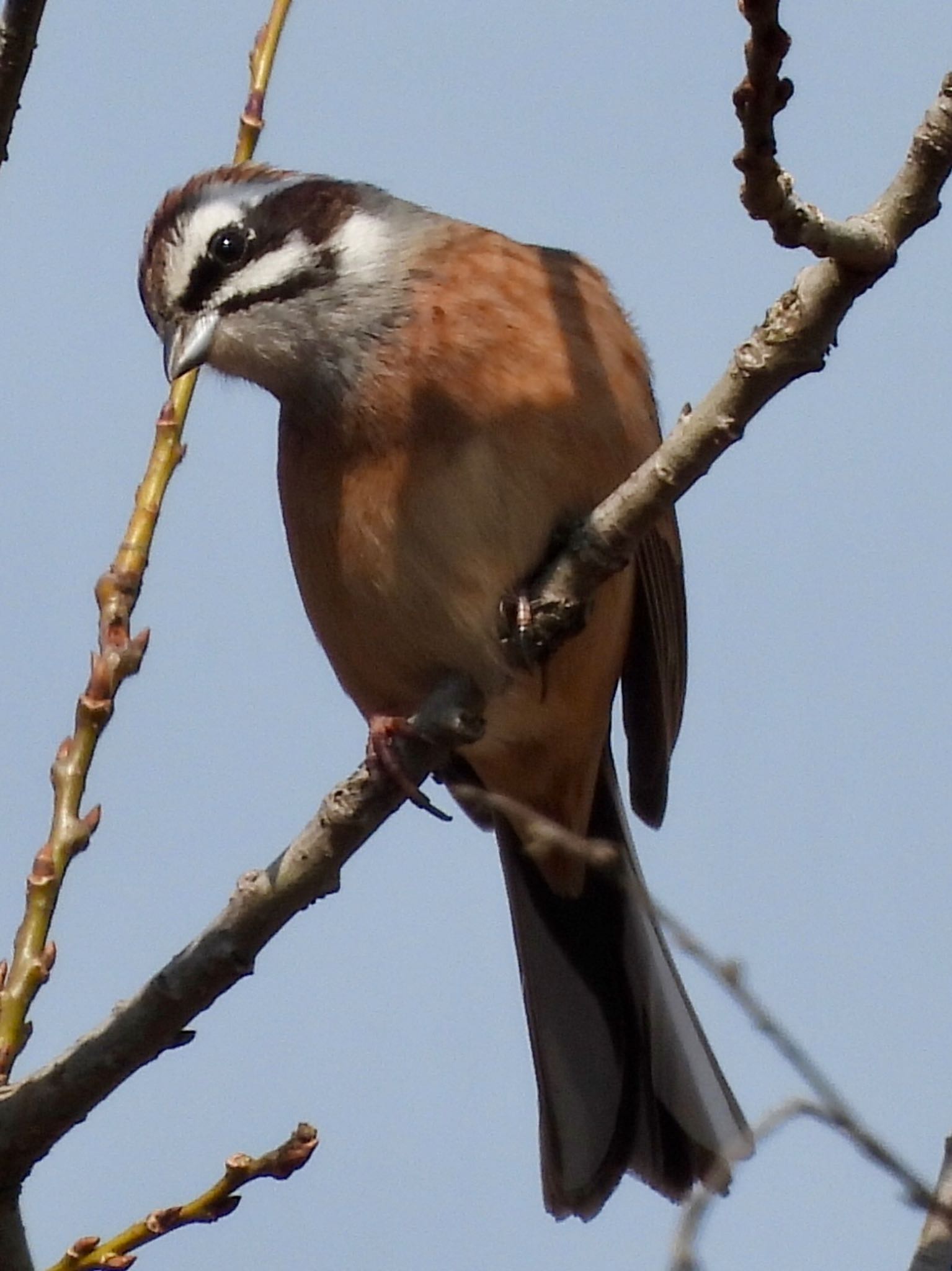 Meadow Bunting