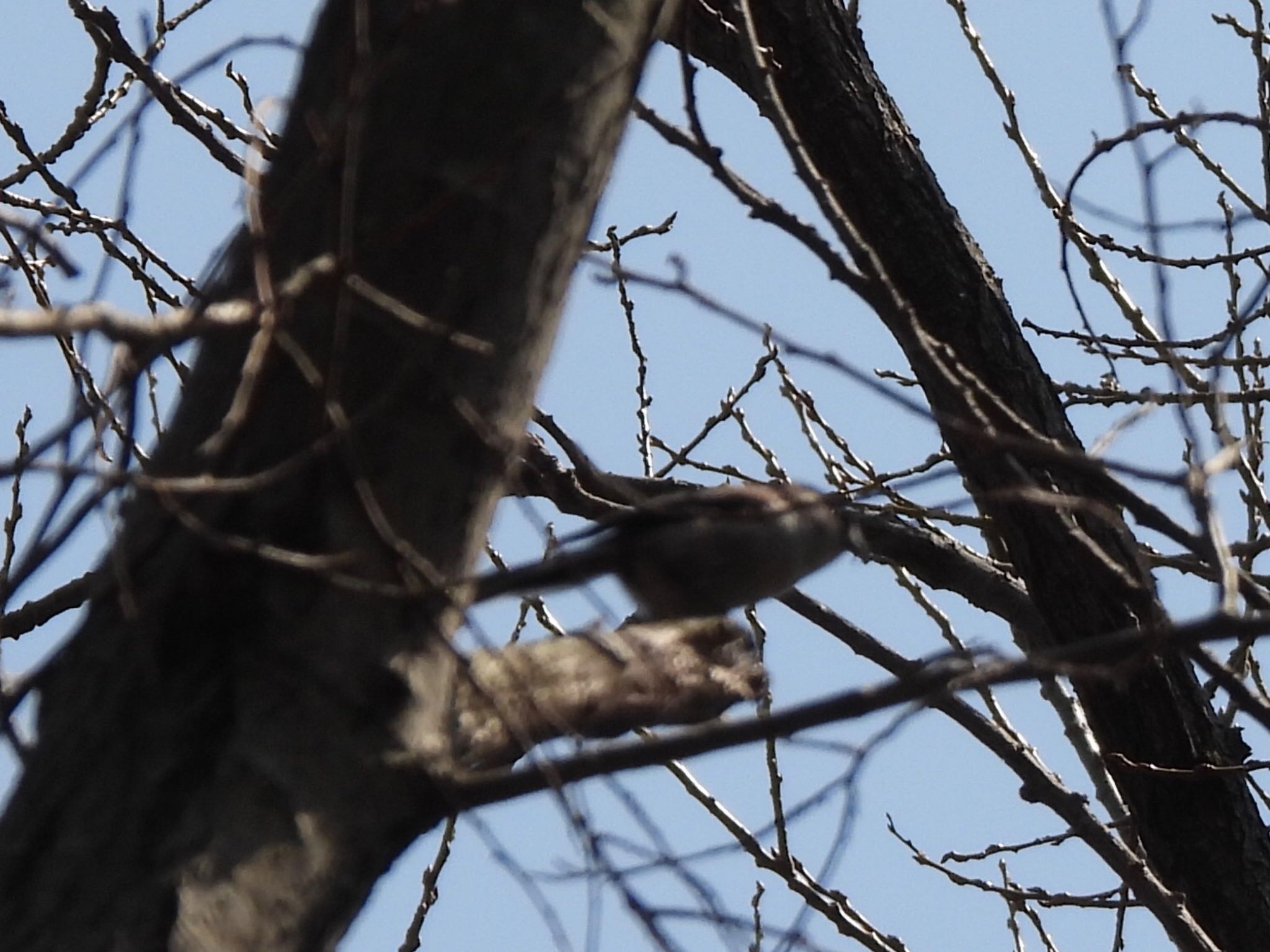 Long-tailed Tit