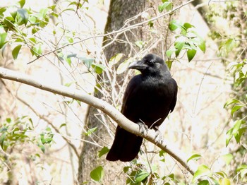 ハシブトガラス 秋ヶ瀬公園 2024年3月17日(日)