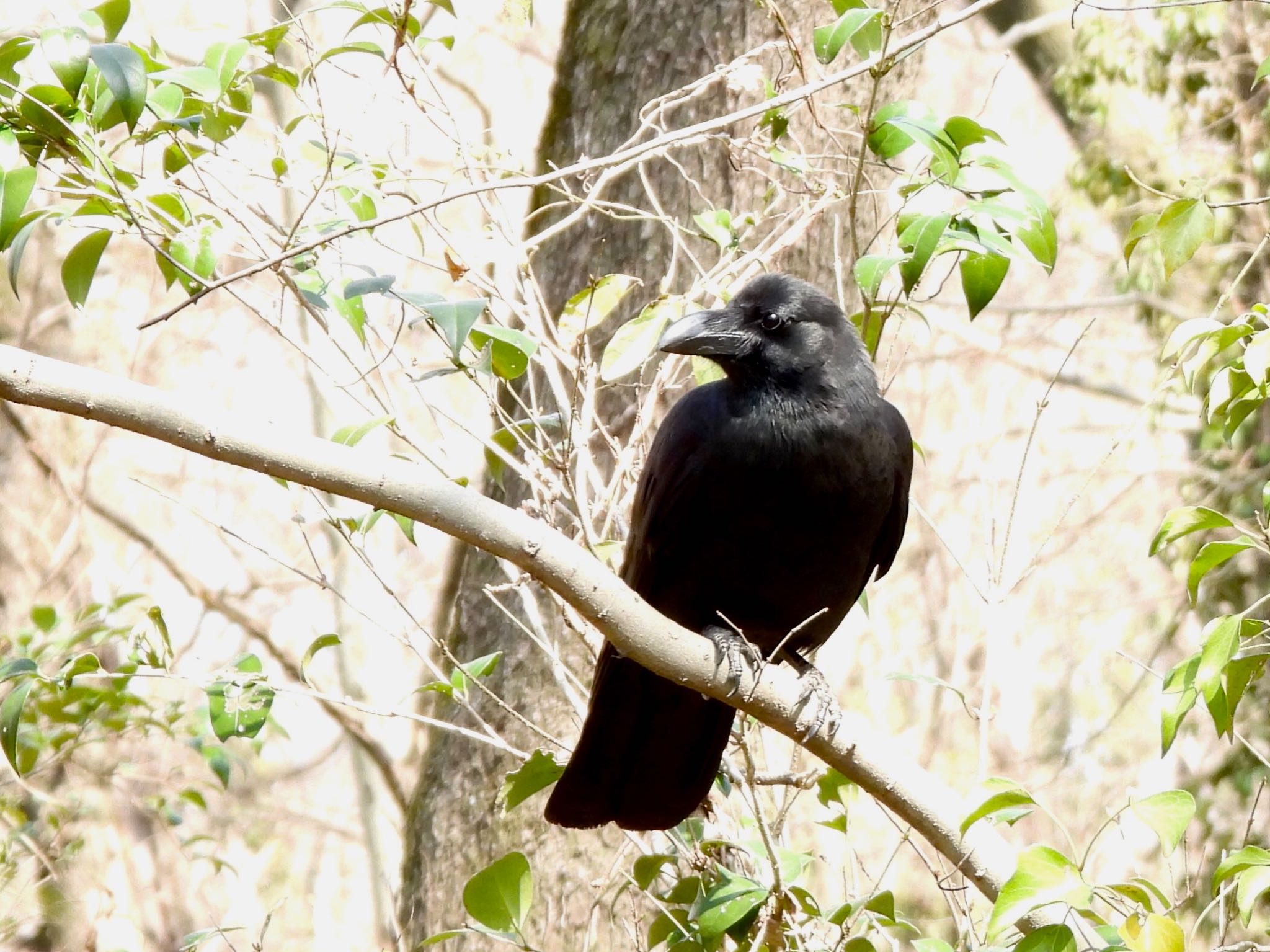 Large-billed Crow