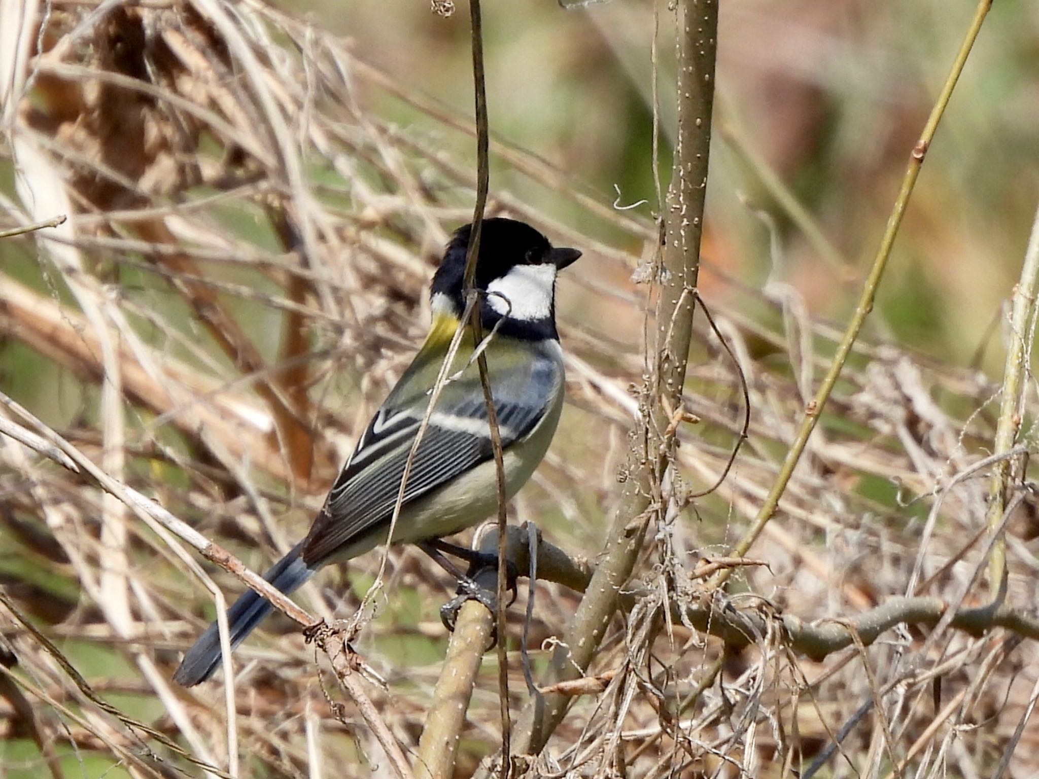 Japanese Tit