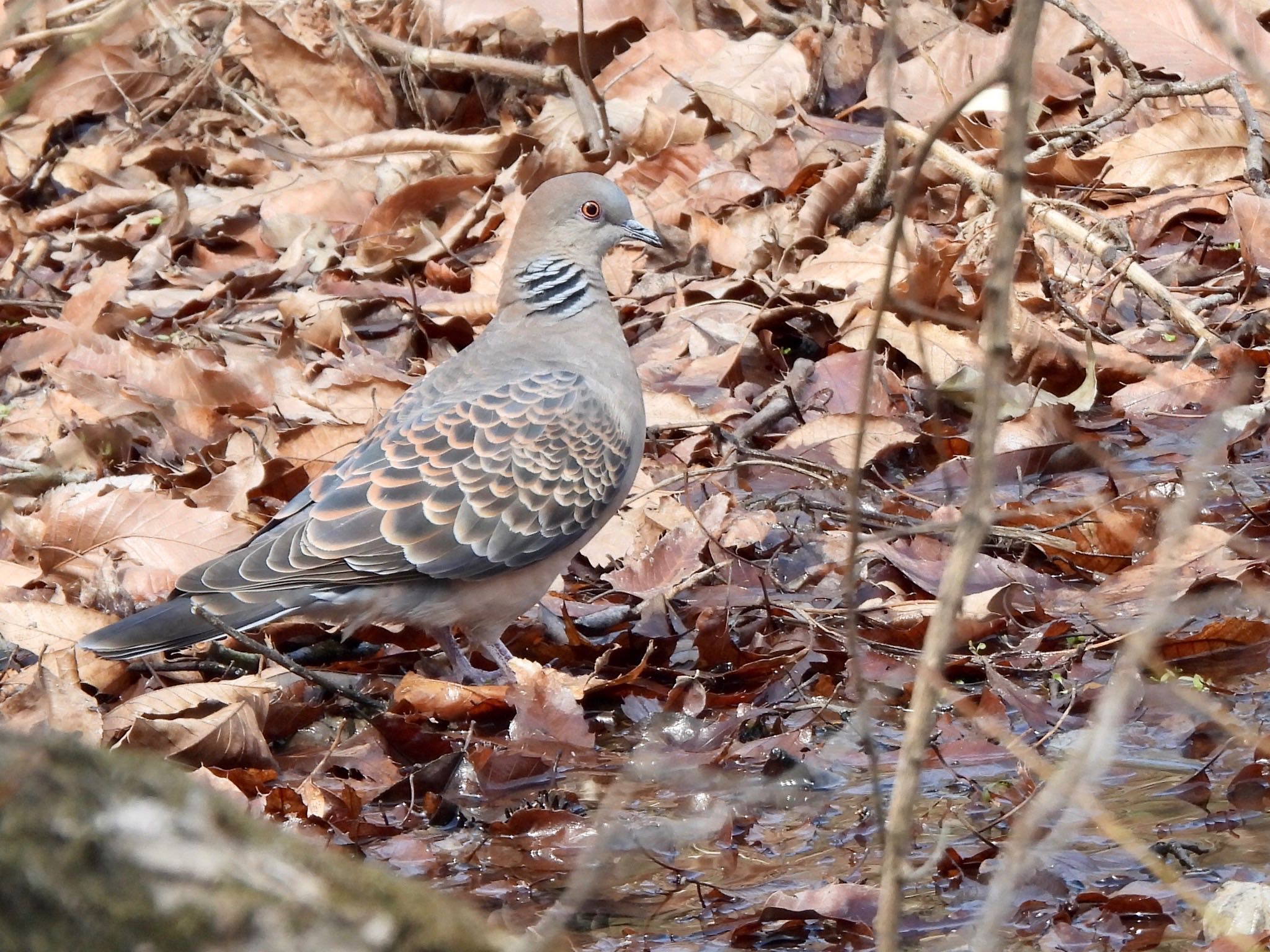 Oriental Turtle Dove