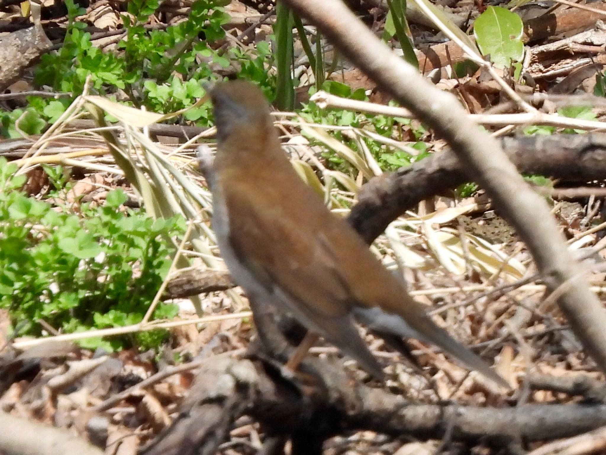 Photo of Pale Thrush at Akigase Park by くー