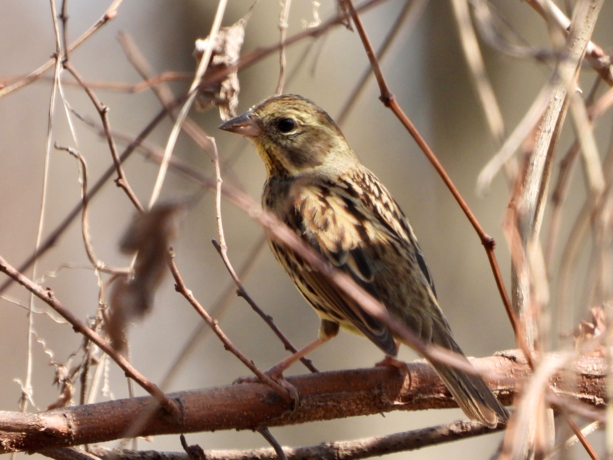 Photo of Masked Bunting at Akigase Park by くー