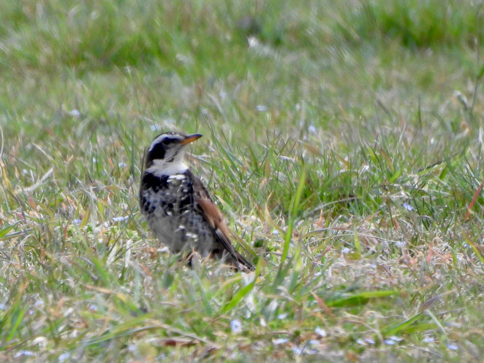 Dusky Thrush