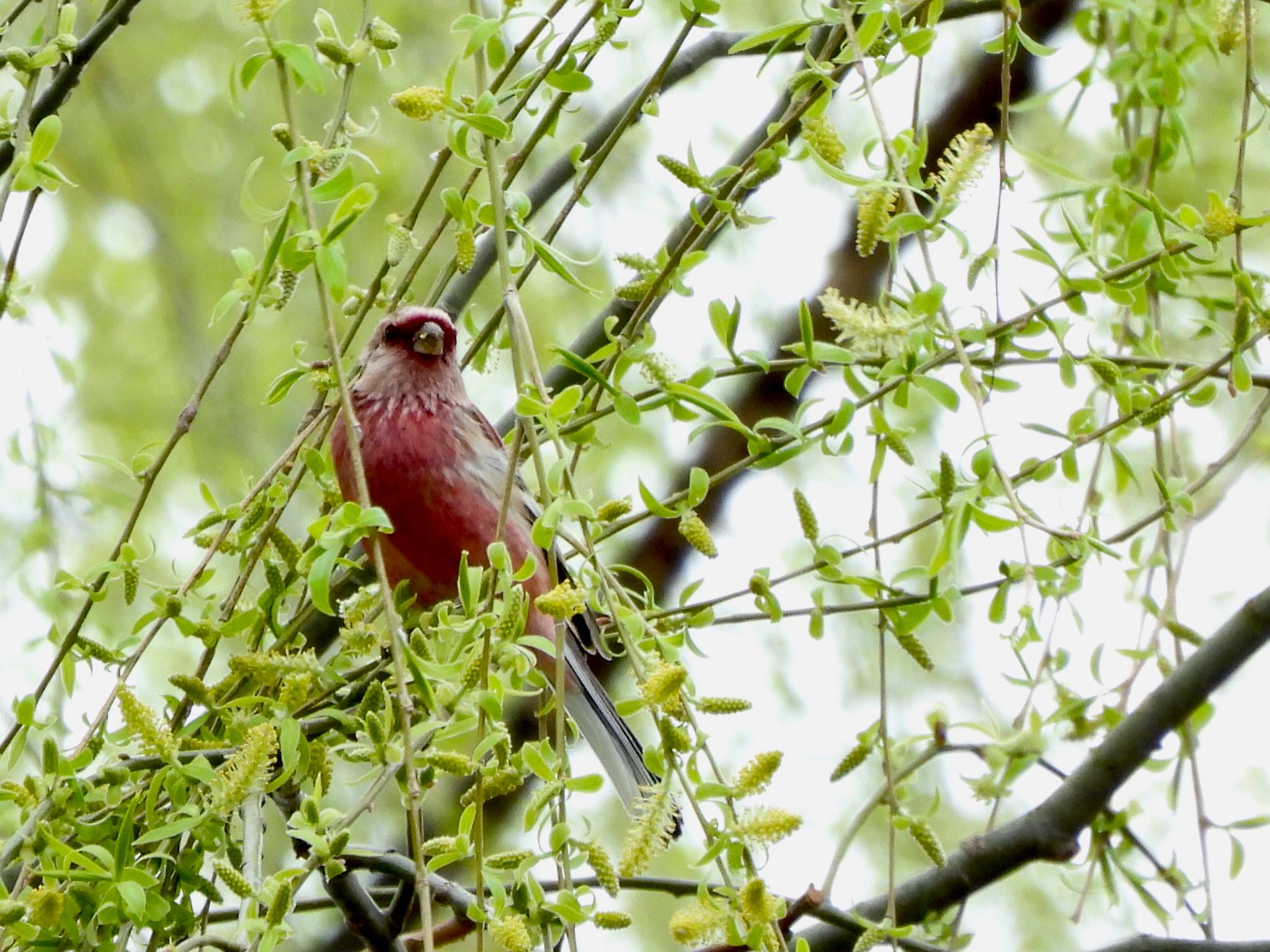 Siberian Long-tailed Rosefinch