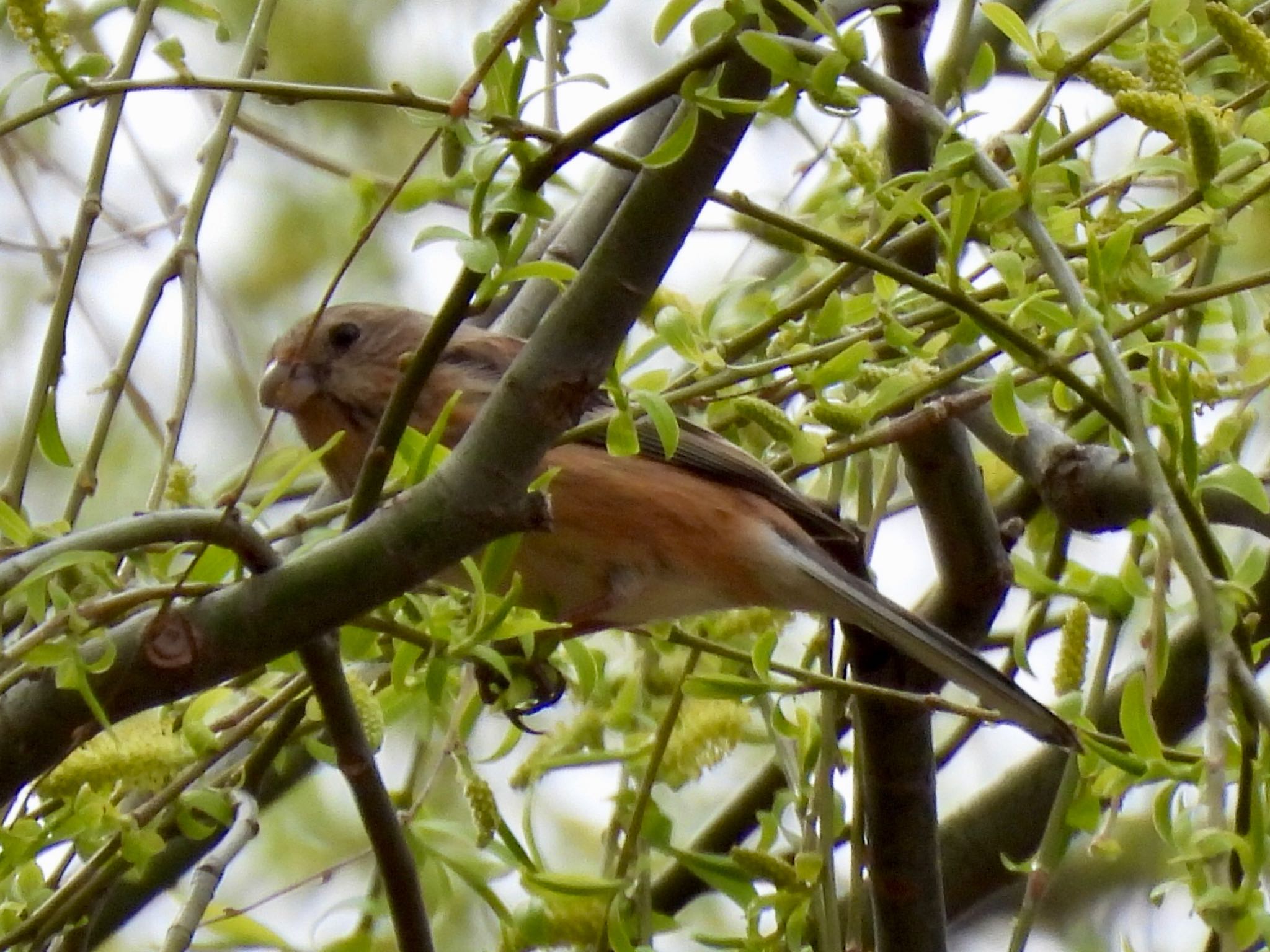 Siberian Long-tailed Rosefinch