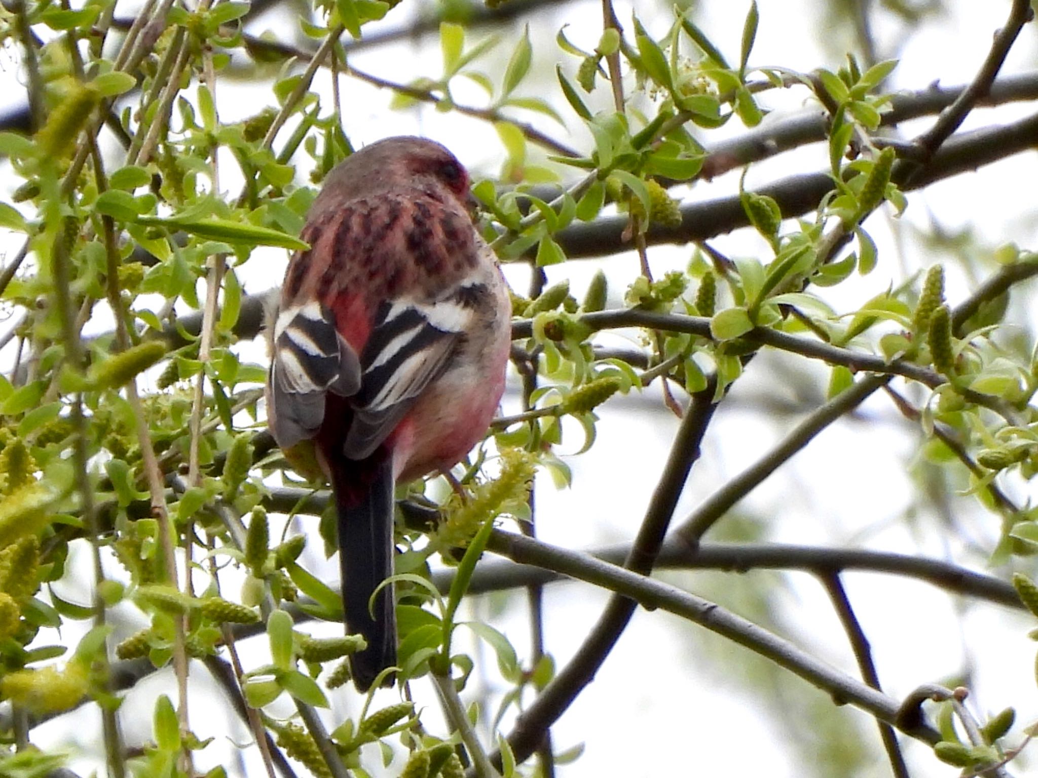 Siberian Long-tailed Rosefinch