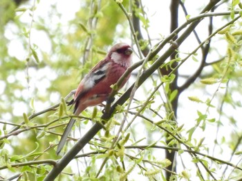 Sun, 3/17/2024 Birding report at Akigase Park