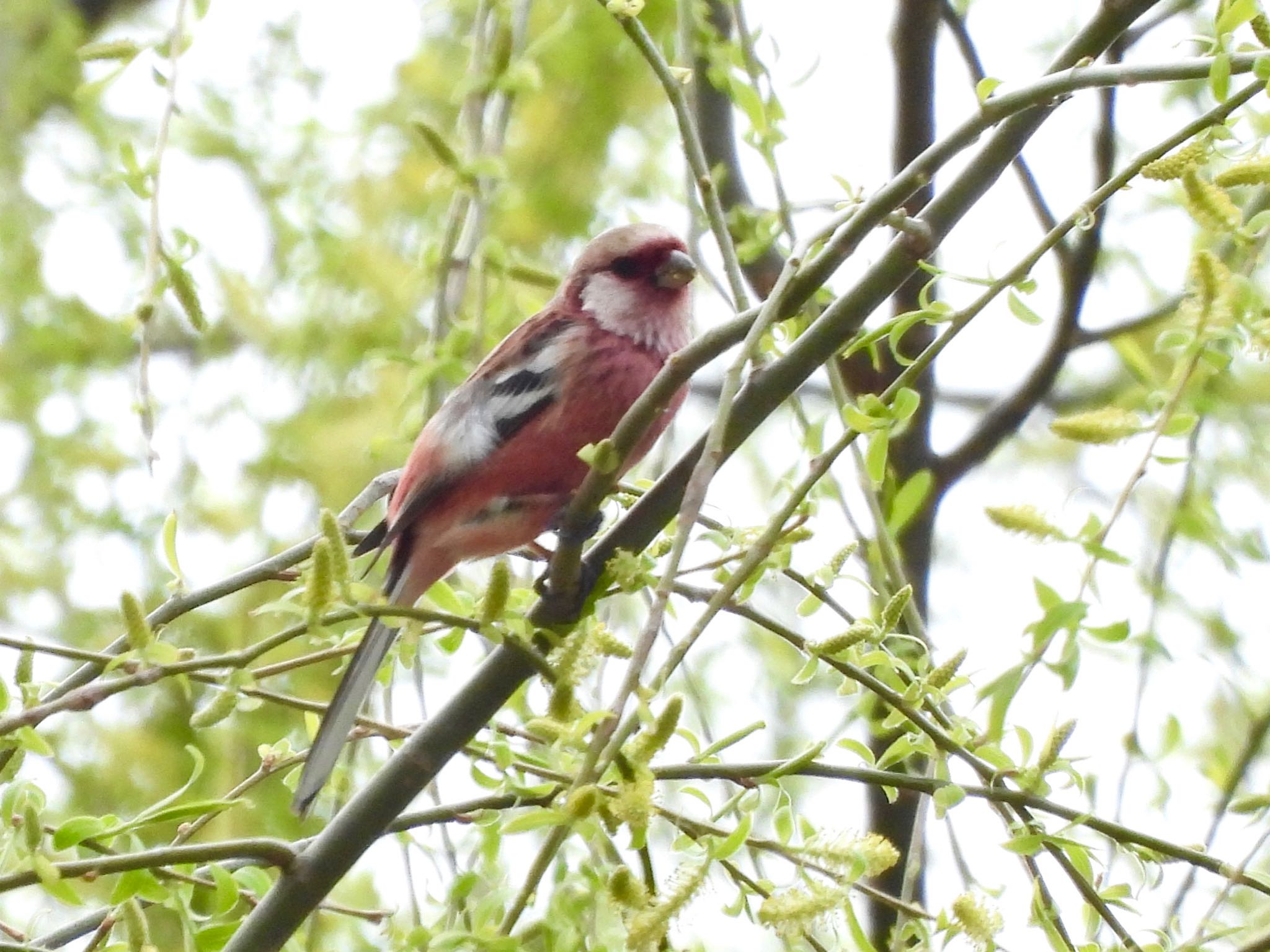 Photo of Siberian Long-tailed Rosefinch at Akigase Park by くー