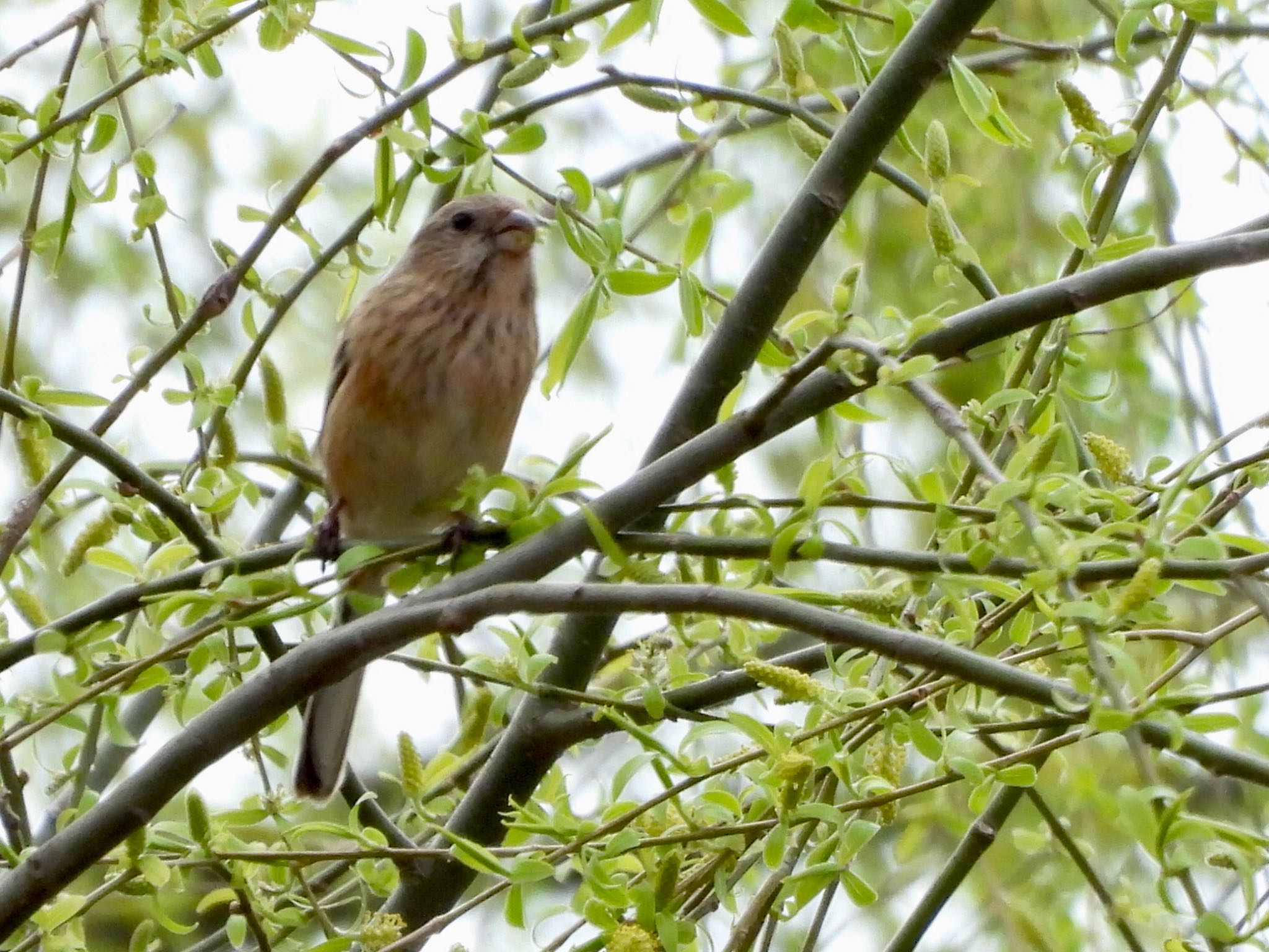 Photo of Siberian Long-tailed Rosefinch at Akigase Park by くー