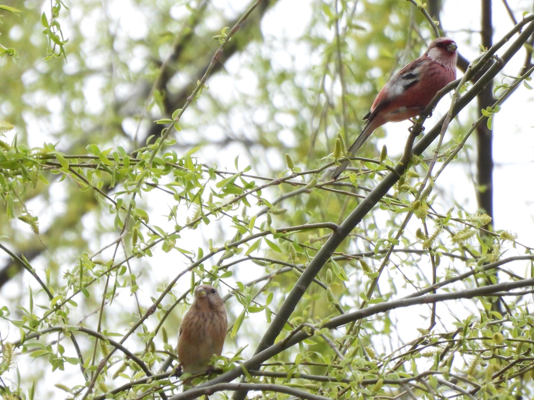 Photo of Siberian Long-tailed Rosefinch at Akigase Park by くー