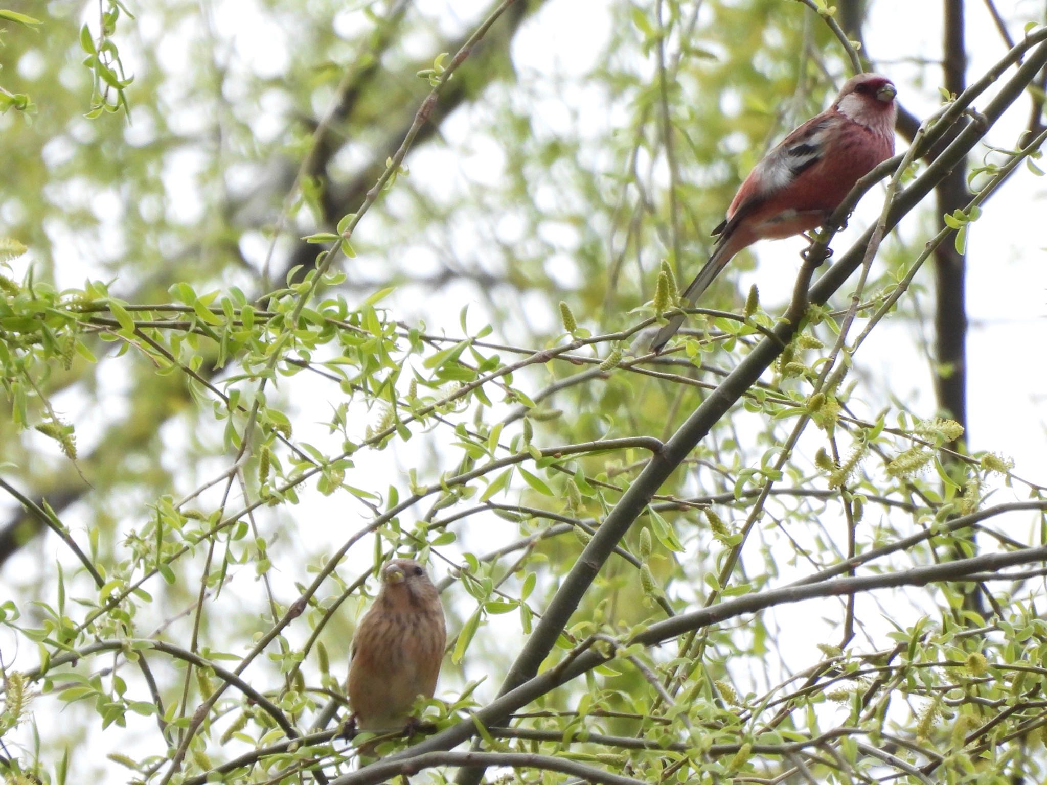 Siberian Long-tailed Rosefinch