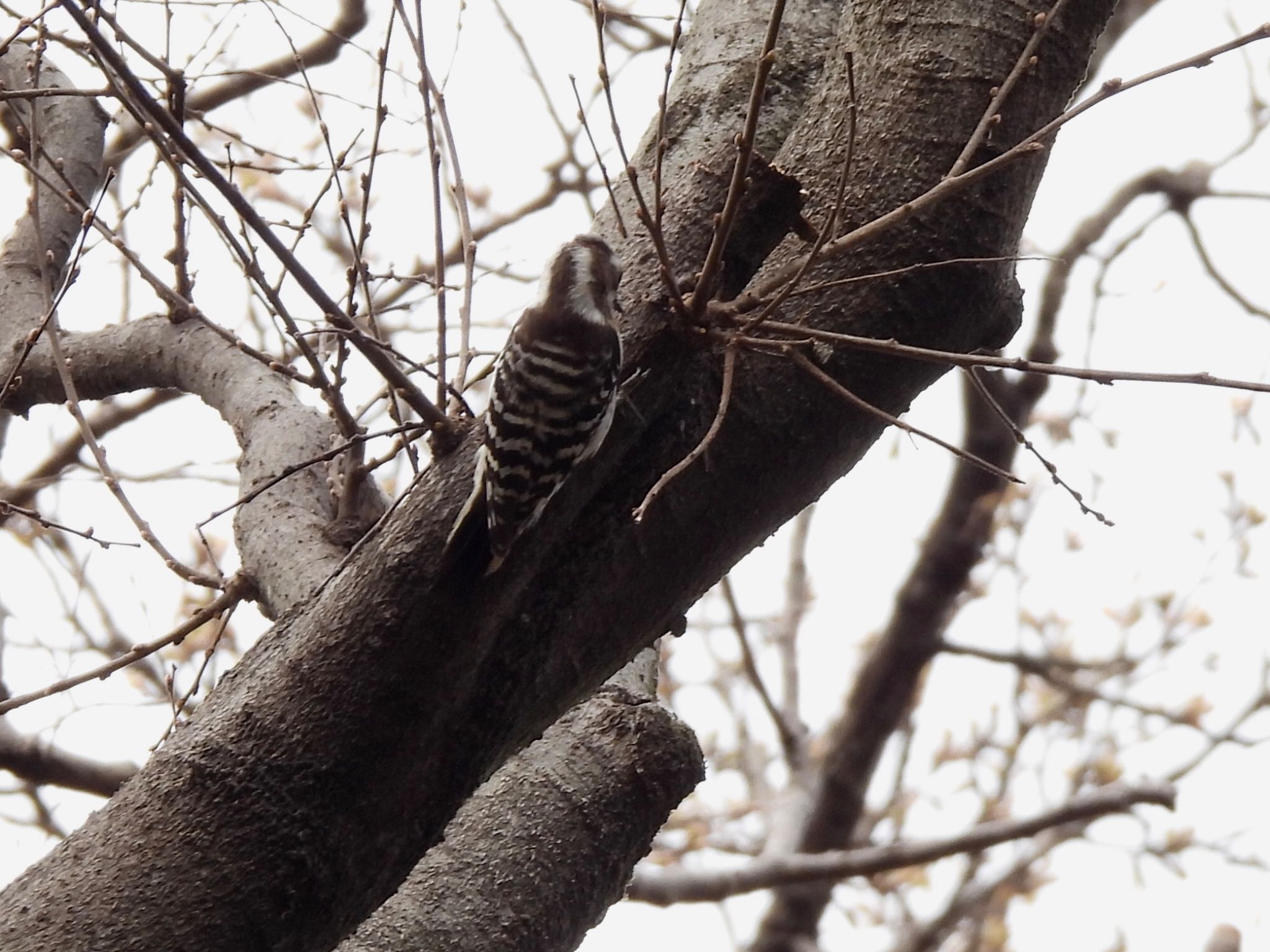 Japanese Pygmy Woodpecker