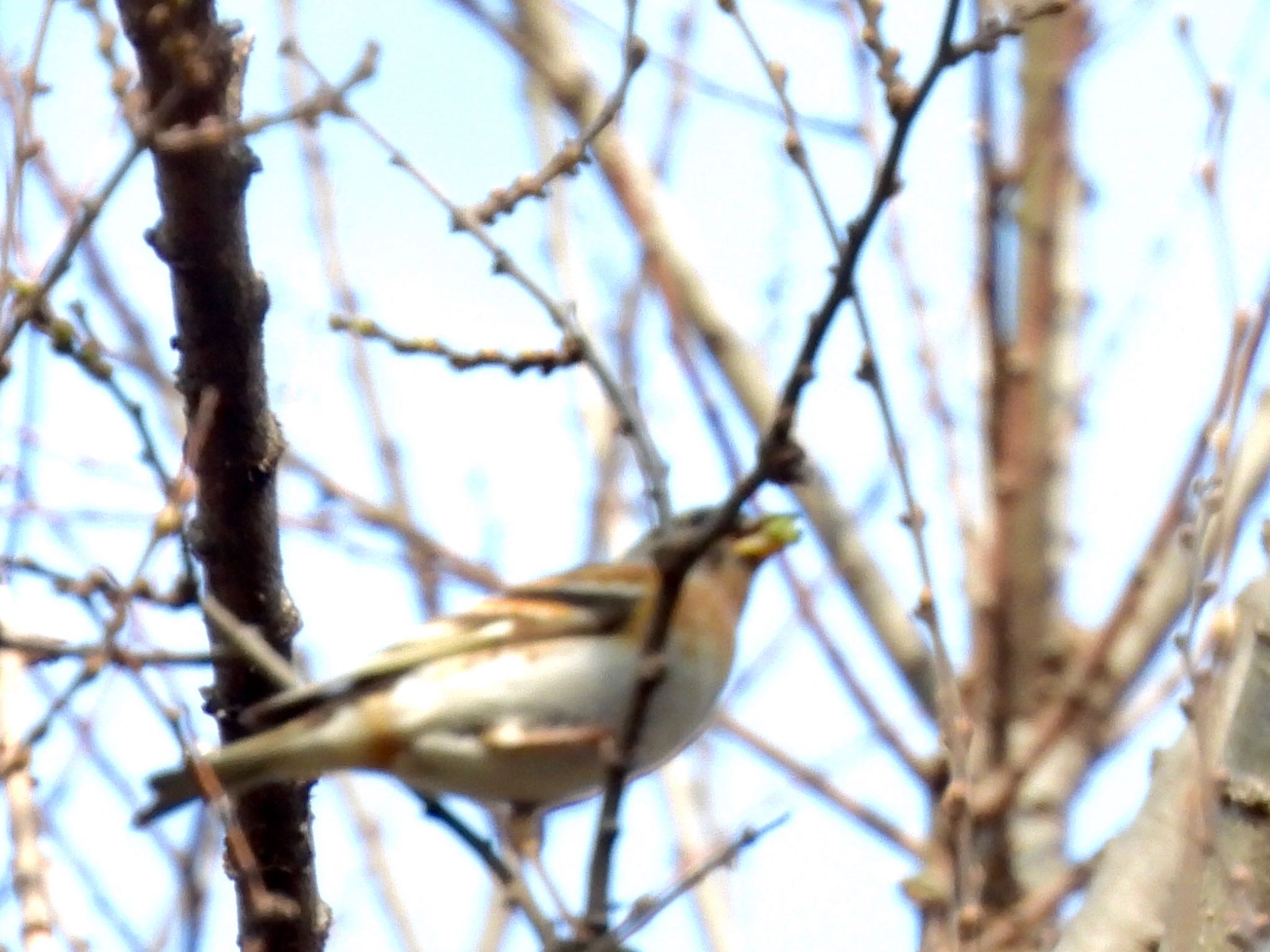 Photo of Brambling at Akigase Park by くー