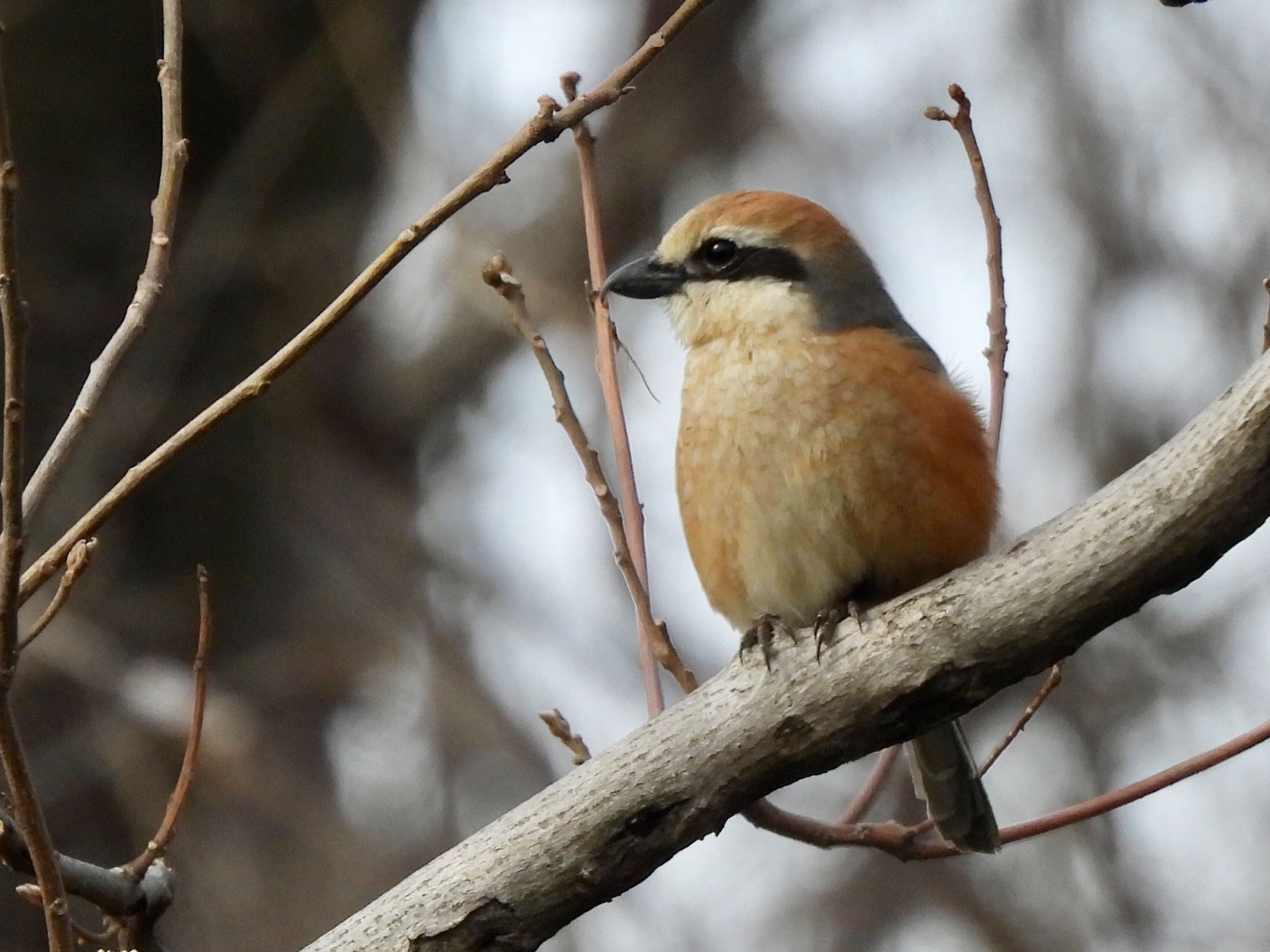 Bull-headed Shrike