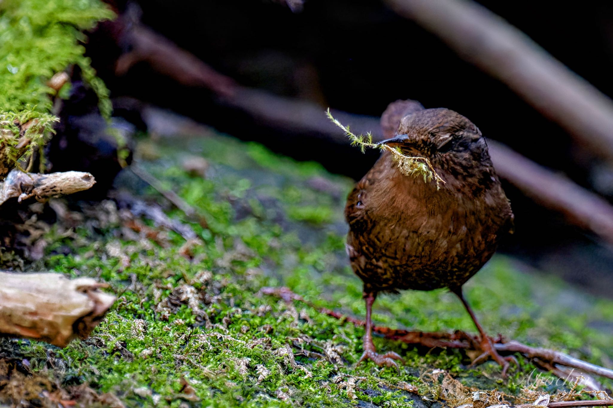 Photo of Eurasian Wren at Hayatogawa Forest Road by アポちん