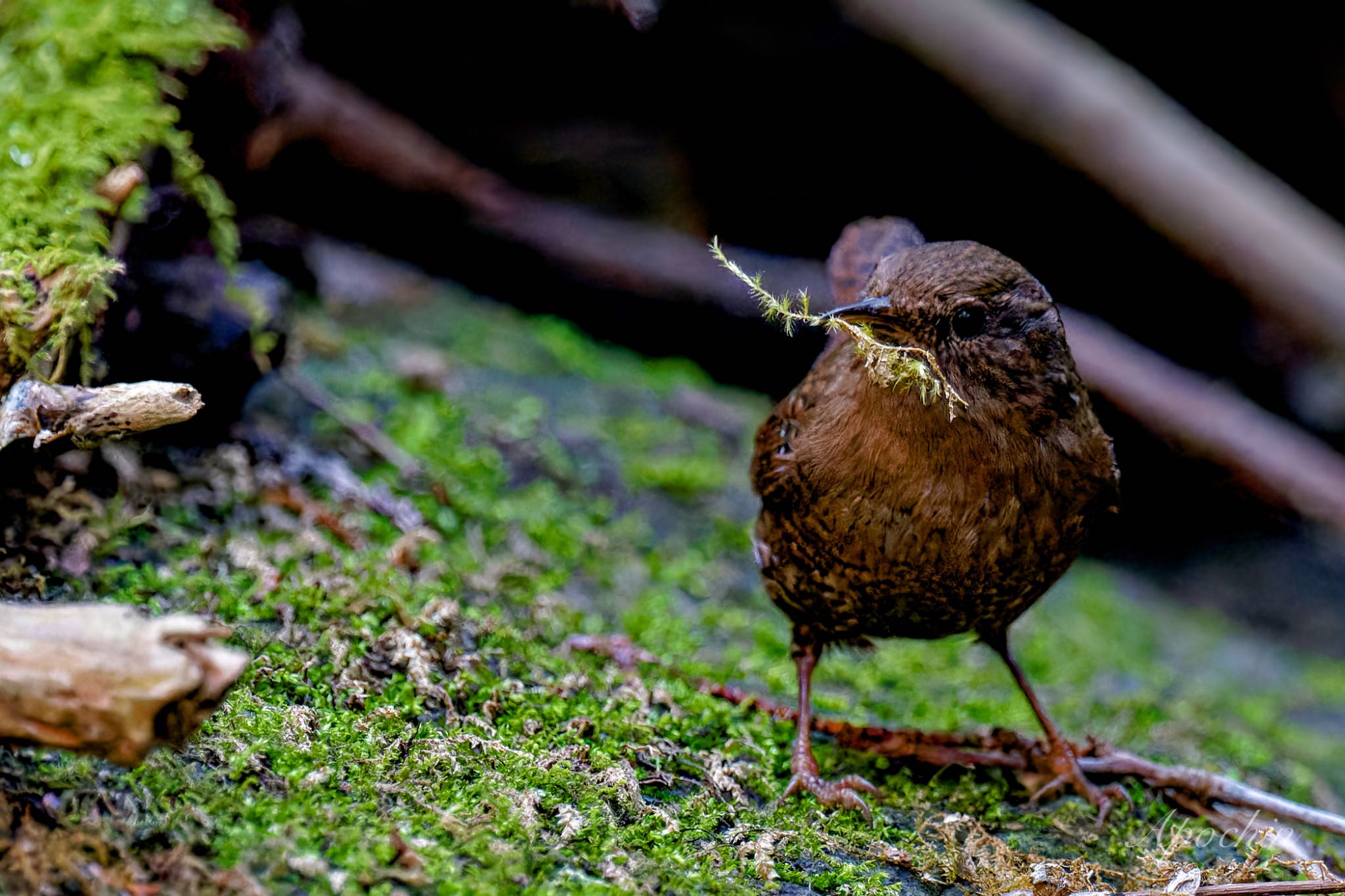 Photo of Eurasian Wren at Hayatogawa Forest Road by アポちん