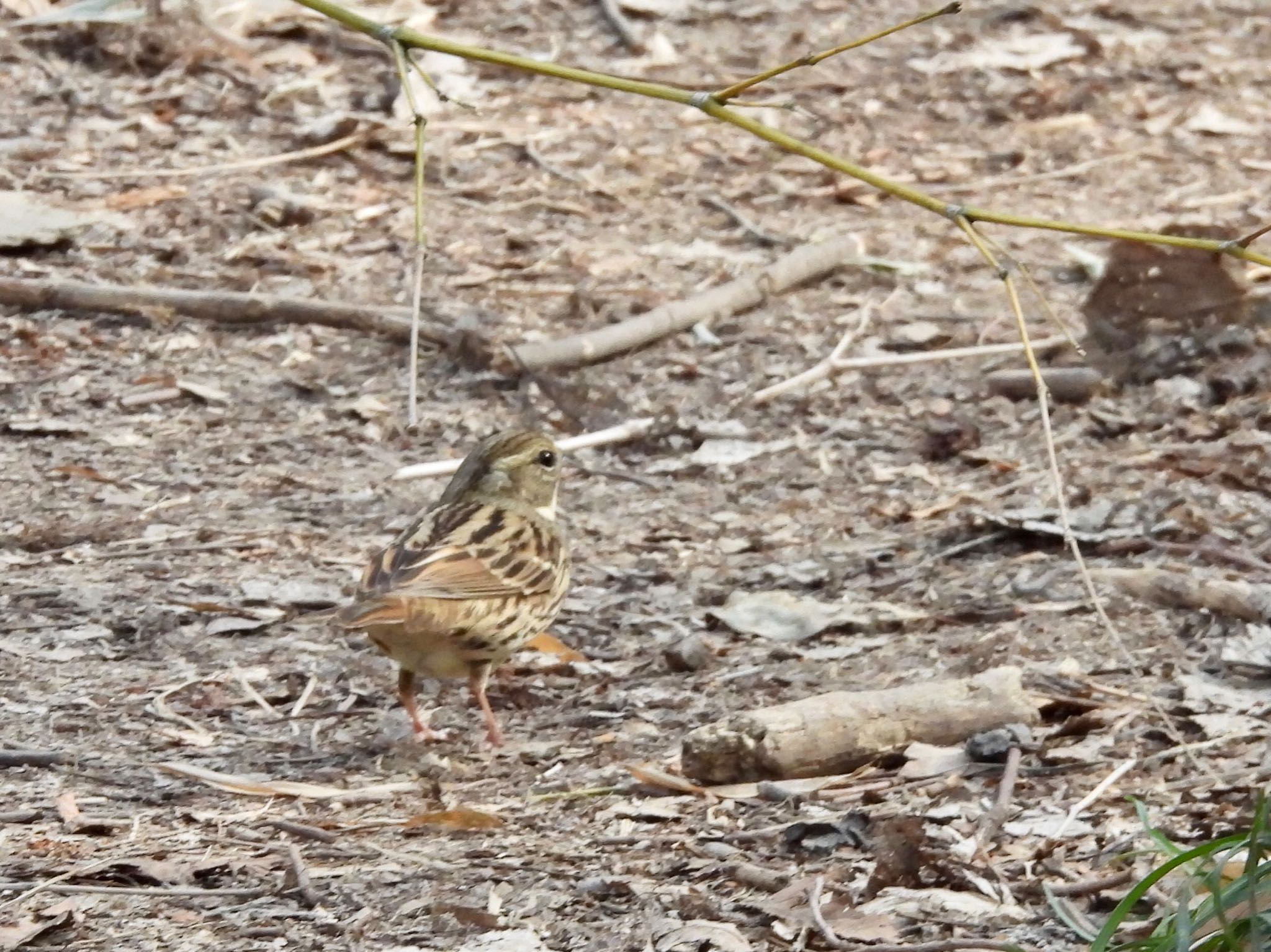 秋ヶ瀬公園 アオジの写真