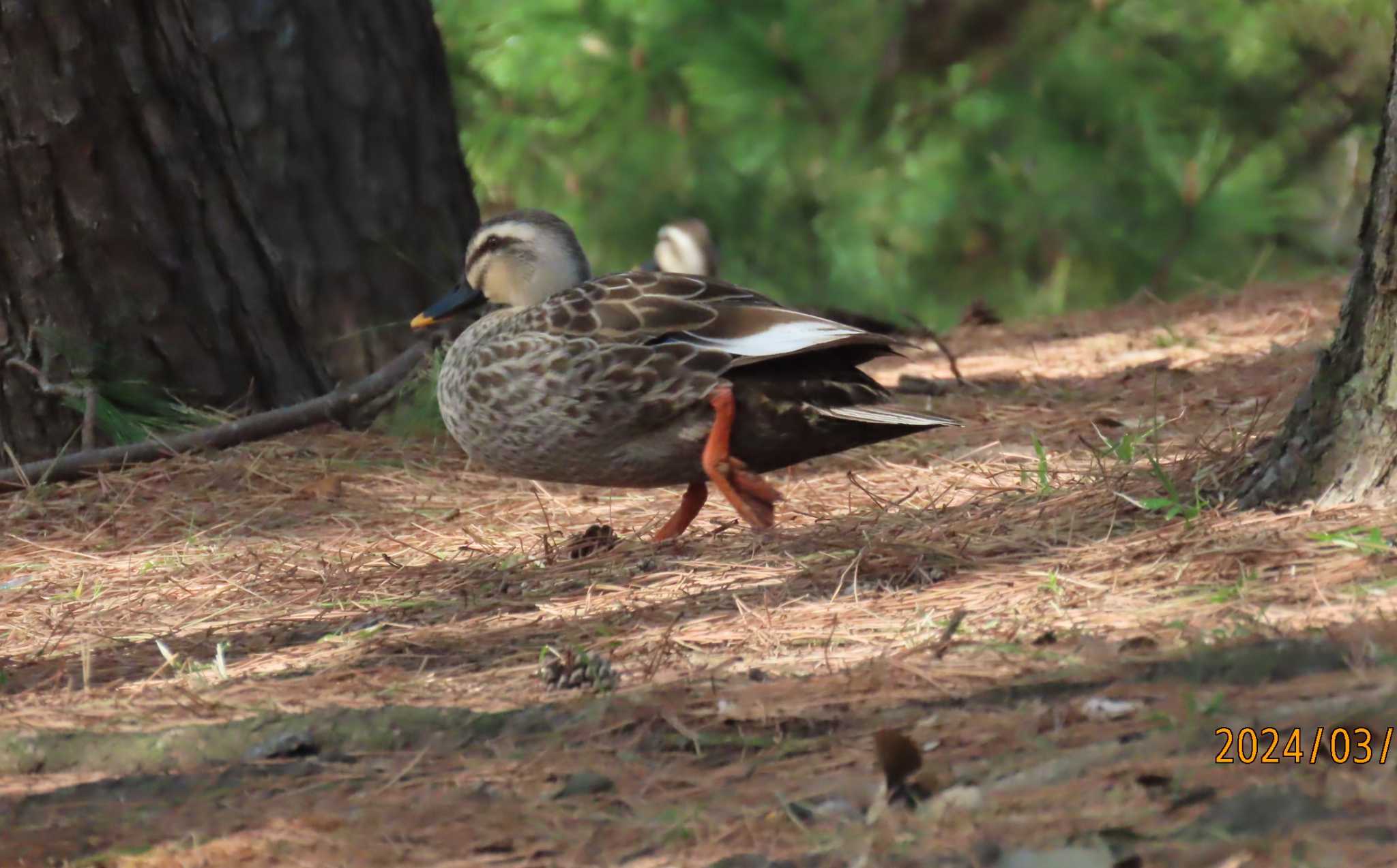 葛西臨海公園 カルガモの写真