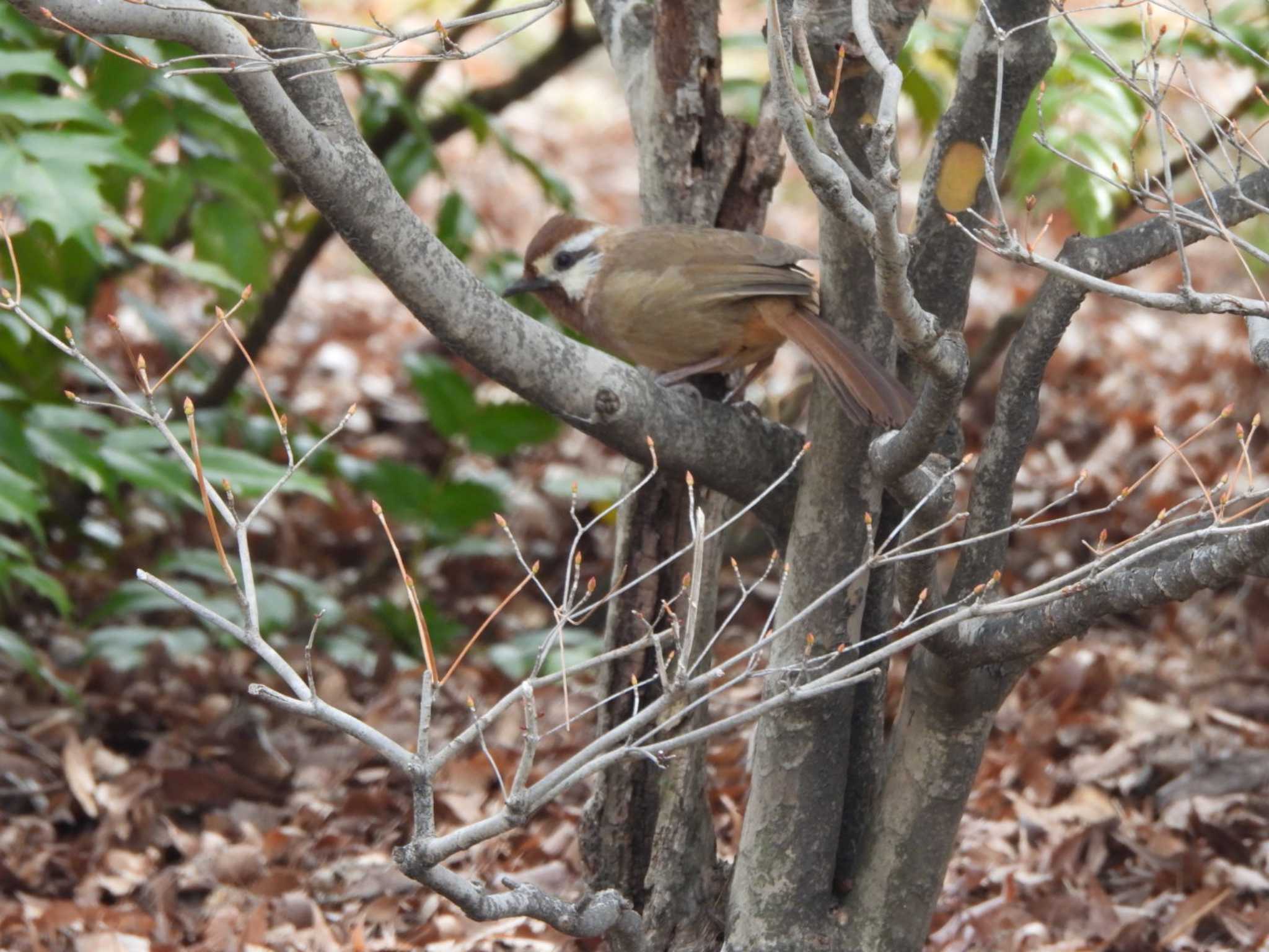 Photo of White-browed Laughingthrush at 前橋 by あき