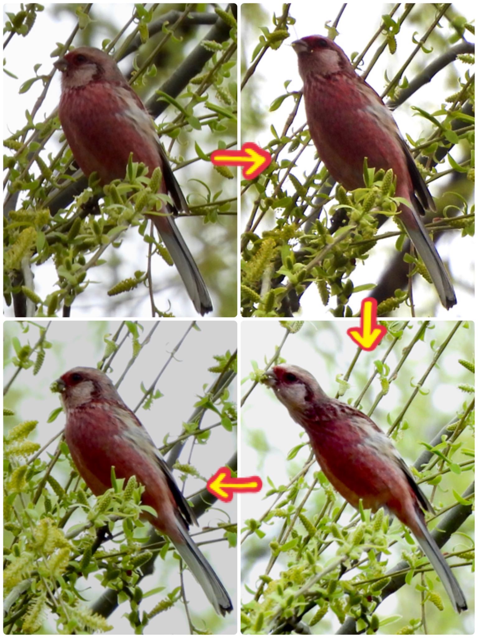 Siberian Long-tailed Rosefinch