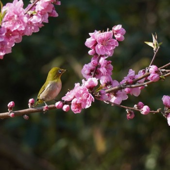 Warbling White-eye Kasai Rinkai Park Sun, 3/17/2024