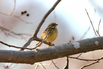 Masked Bunting Mizumoto Park Sun, 3/17/2024